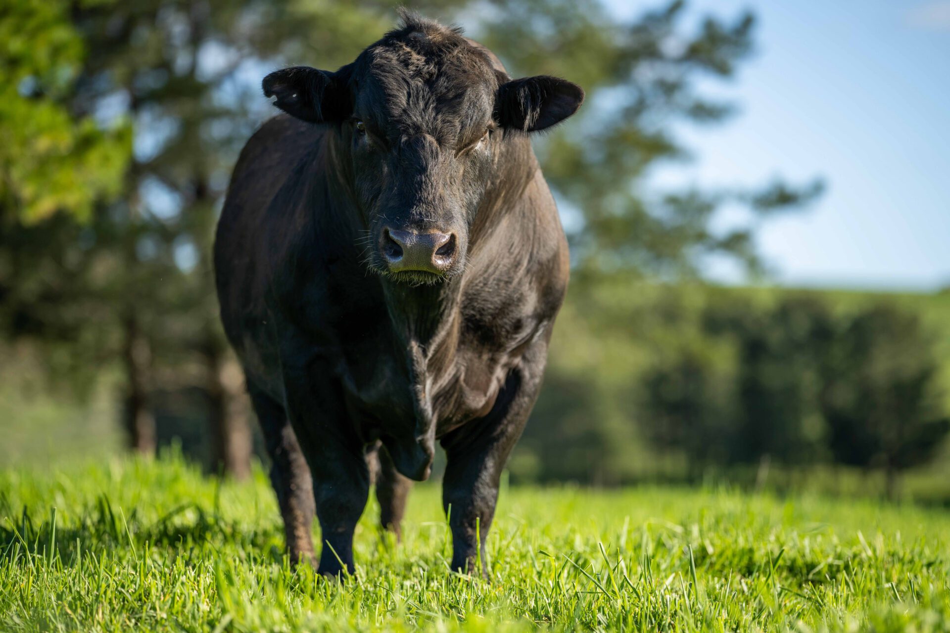 Close up of Stud Beef bulls and cows grazing on grass in a field Close up of Stud Beef bulls, cows and calves grazing on grass in a field