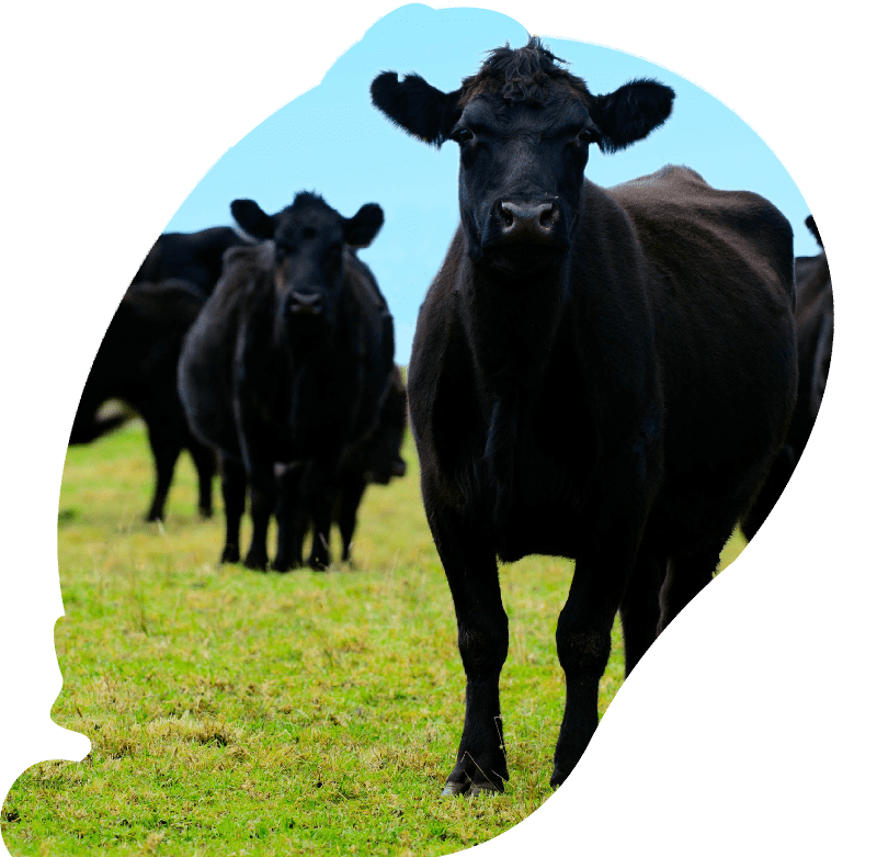 Black steers bulls on a field of a beef farm. Black steers bulls on a field of a beef farm.