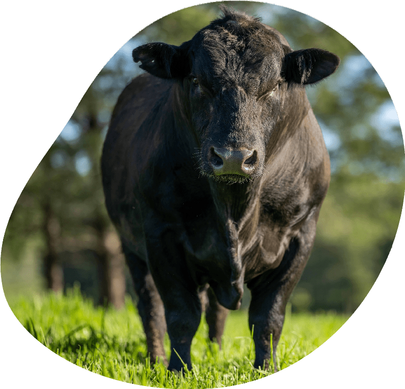 Close up of Stud Beef bulls, cows and calves grazing on grass in a field Close up of Stud Beef bulls, cows and calves grazing on grass in a field