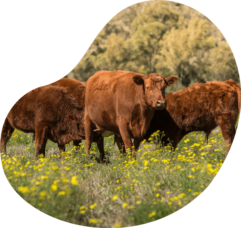 Cows in field Cows in field<br />